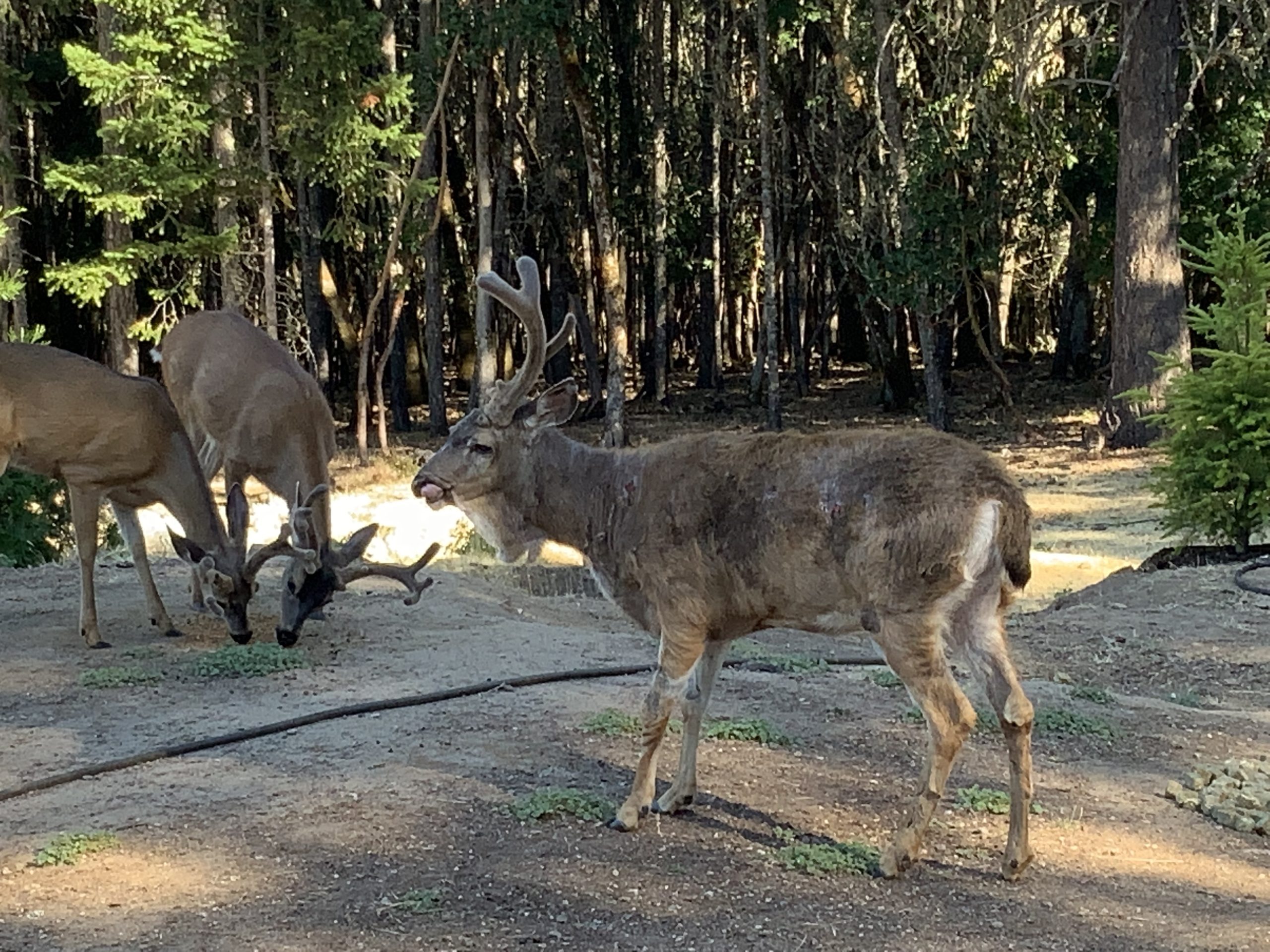 A deer standing quietly in a forest clearing with soft evening light. Photography by Laura Lynn Doyle